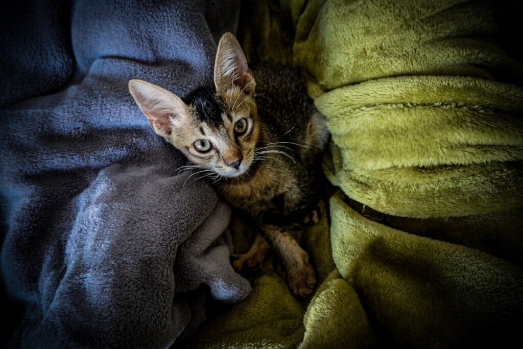 Foto de Vanburn Gonsalves en Unsplash (https://unsplash.com/@vanburn)