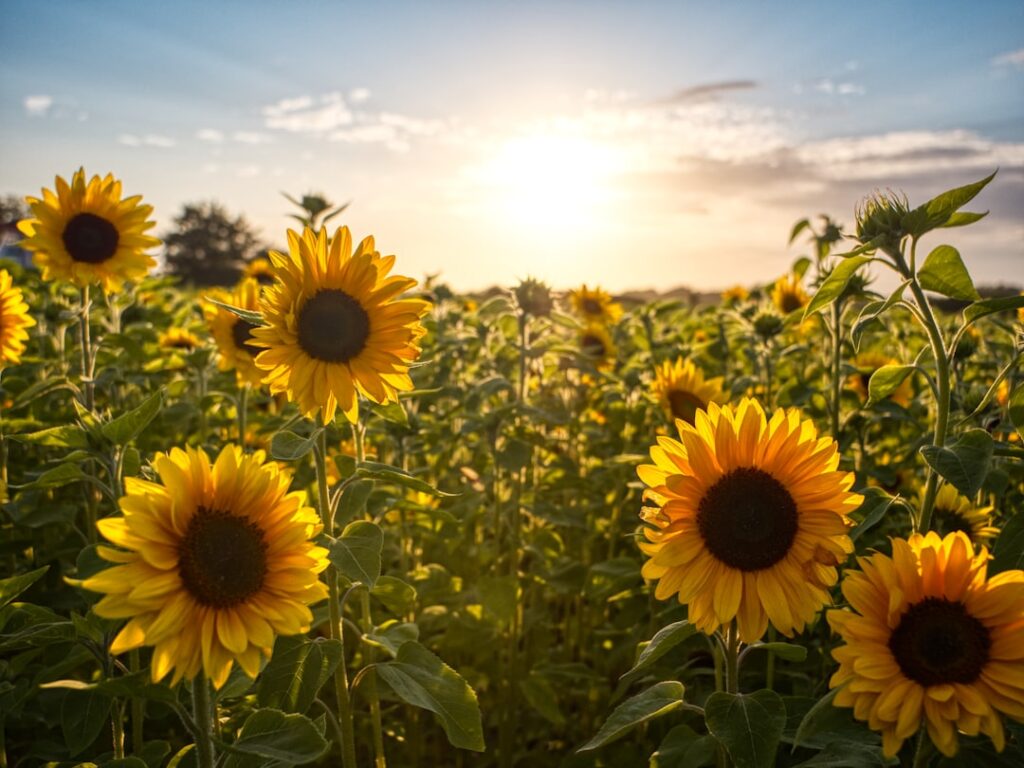 Foto de Allyson Beaucourt en Unsplash (https://unsplash.com/@daymnous)