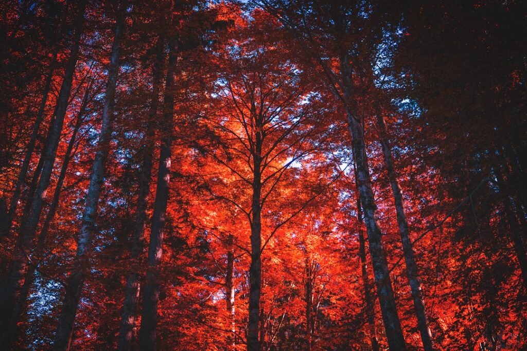 Foto de Simone Dalmeri en Unsplash (https://unsplash.com/@simone_dalmeri)